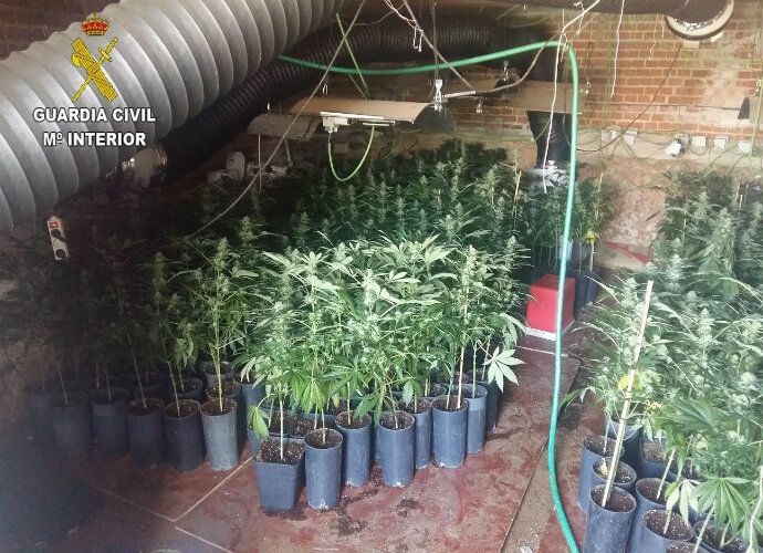 Detenido por cultivar en su casa de Uceda 631 plantas de marihuana