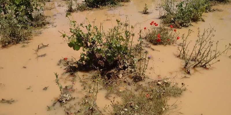 El pedrisco deja miles de hectáreas de viñedo y cereal arrasadas en La Manchuela, el sur y el centro de la provincia de Cuenca