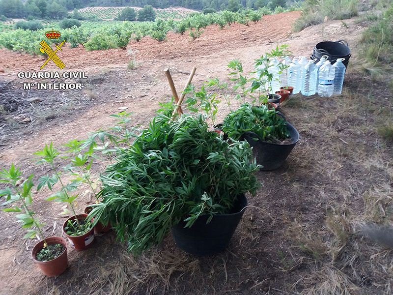 La Guardia Civil detiene a una persona por cultivar 141 plantas de marihuana
