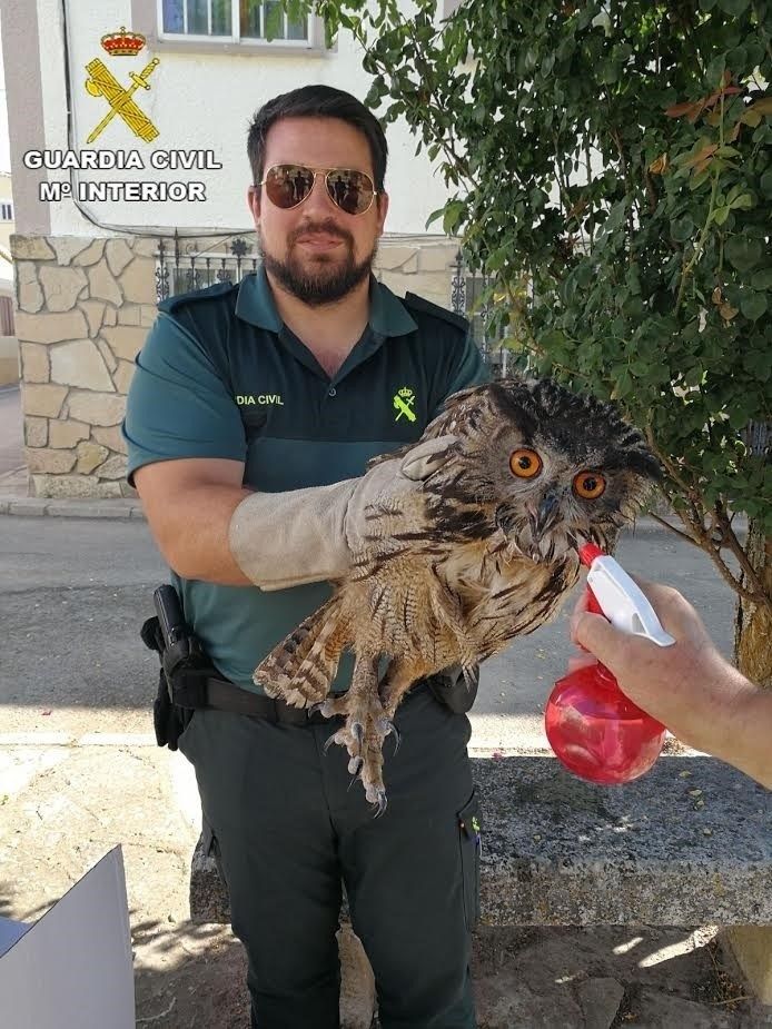 La Guardia Civil recupera un Búho Real en Sacecorbo