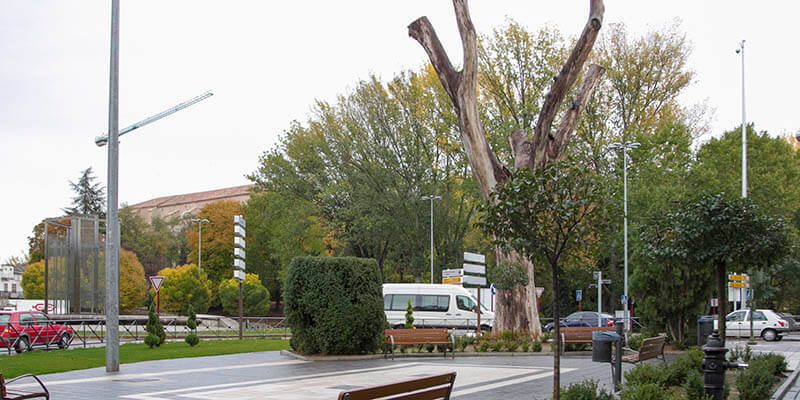 La tronca de la emblemática olma de Bejanque será objeto de un tratamiento este lunes