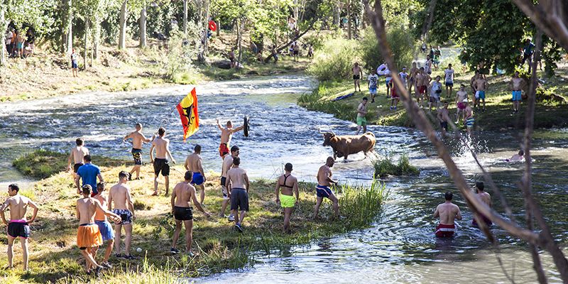 Las ‘Vacas por el Tajo’ atraen a cerca de 8.000 personas a Trillo