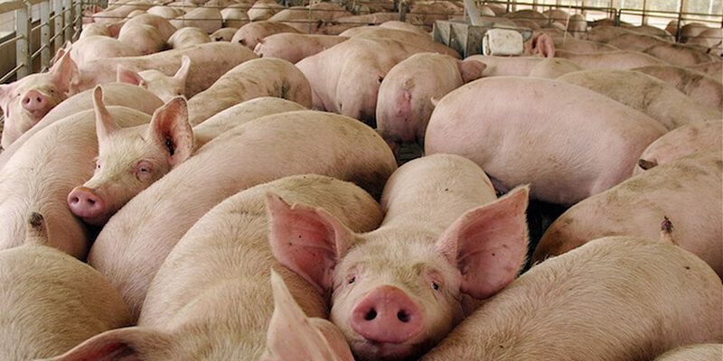 Más de la mitad de vecinos de Fuentes firman en contra de una explotación porcina cerca del pueblo, según Ecologistas