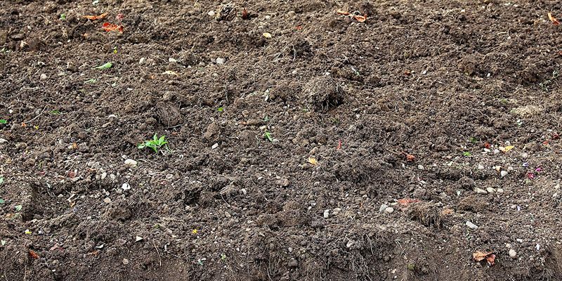 Unión de Uniones alerta sobre el efecto negativo de prohibir el uso de fitosanitarios en las superficies de interés ecológico