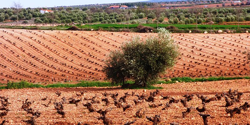 ASAJA Cuenca informa a sus agricultores la Orden de ayudas a los planes de reestructuración y reconversión del viñedo