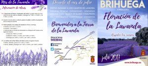 Acaba el Mes de la Lavanda en Brihuega