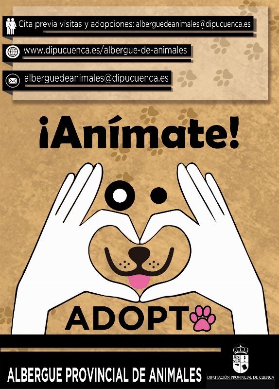 Diputación de Cuenca organiza una jornada de sensibilización contra el abandono de perros y a favor de su adopción