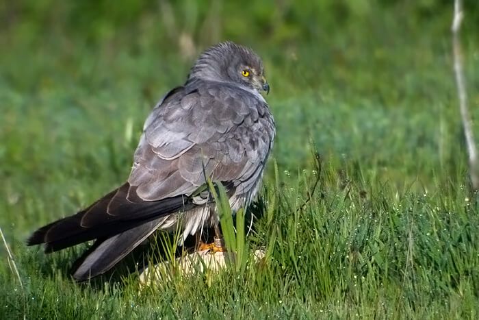 Investigadores de la UCLM evidencian un aumento del porcentaje de hembras agresivas del aguilucho cenizo ante la presencia humana