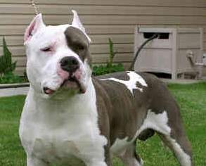 Investigan a un joven en Marchamalo por maltrato animal su perro, potencialmente peligroso, mató a otro perro