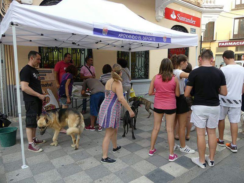 Los voluntarios del Albergue Provincial de Animales de Cuenca defienden la actual gestión