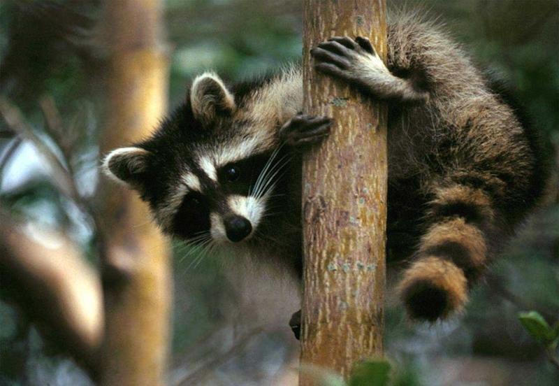 Recuperan un mapache Procyon en Fontanar, una especie agresiva y portadora de la rabia