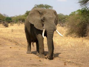 Un elefante en Etiopía mata a un vecino de Guadalajara