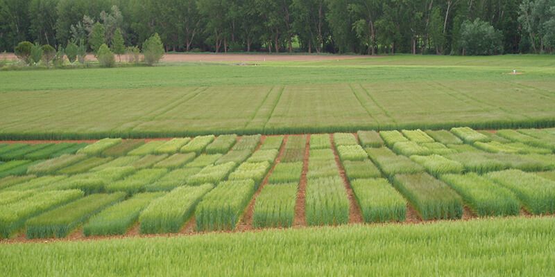 El convenio agropecuario de Cuenca para 2017 establece una subida salarial del 1,8% 1 El convenio agropecuario de Cuenca para 2017 establece una subida salarial del 1,8%