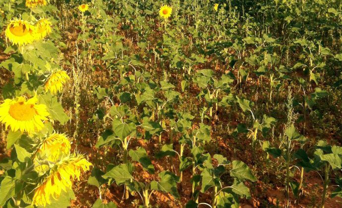 APAG pide medidas urgentes contra el exceso de corzos en Guadalajara