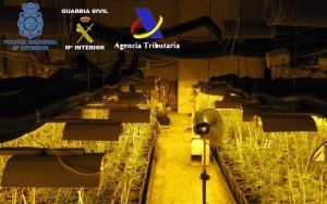 Detienen a un grupo criminal dedicado al cultivo y distribución de marihuana en Guadalajara 2 Detienen a un grupo criminal dedicado al cultivo y distribución de marihuana en Guadalajara