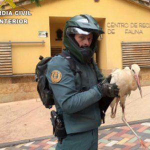 La Guardía Civil de Guadalajara recupera una cigüeña de interés especial