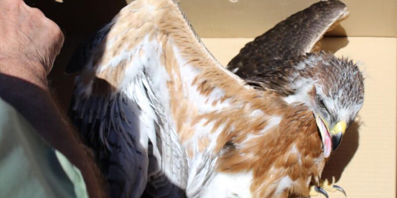 Medio Ambiente ha recibido más de 600 avisos desde el mes de enero para la recogida de especies amenazadas