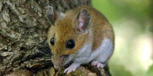 UCLM participa en una investigación que demuestra en mamíferos la influencia de los padres en el sexo de sus crías