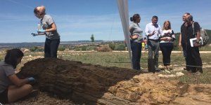 Concluye el tratamiento de conservación preventiva del tronco fósil de Landete que se expone en el Museo Regional de Paleontología 