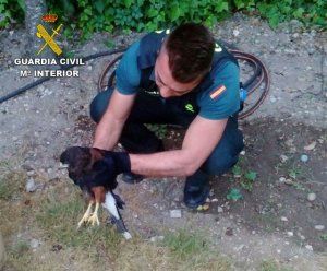 La Guardia Civil de Guadalajara recupera un Águila de Harris en Peñalver