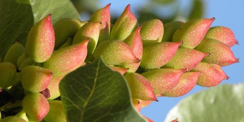 La Junta impulsa el sector del pistacho, que ha incrementado su superficie en 1.500 hectáreas durante el último año