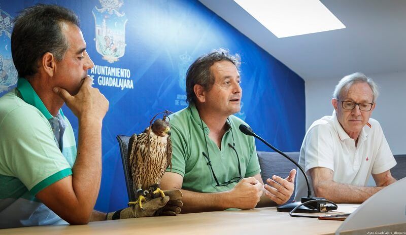 La técnica del hacking de halcones se consolida en Guadalajara para controlar de forma eficaz la proliferación de palomas