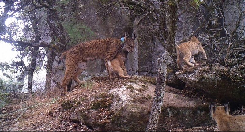 ¡Qué maravilla! Una nueva camada de linces recorre los Montes de Toledo