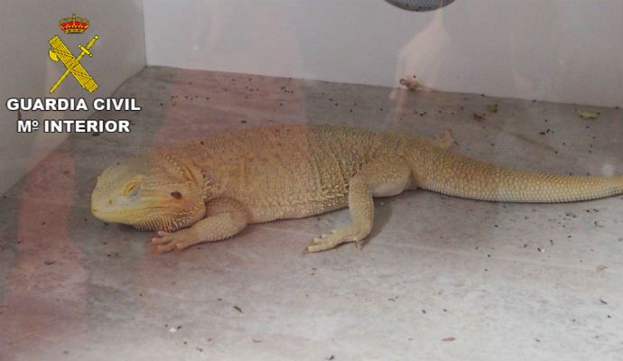 Denuncian a un hombre por vender y criar dragones barbudos en su casa de Azuqueca