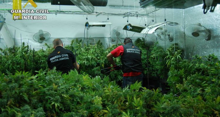 Detenido en El Casar por cultivar 3.410 plantas de marihuana en una vivienda unifamiliar