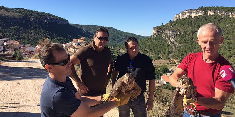 El Centro de Recuperación de Fauna Silvestre de Albaladejito libera dos azores y un búho real en Cañizares