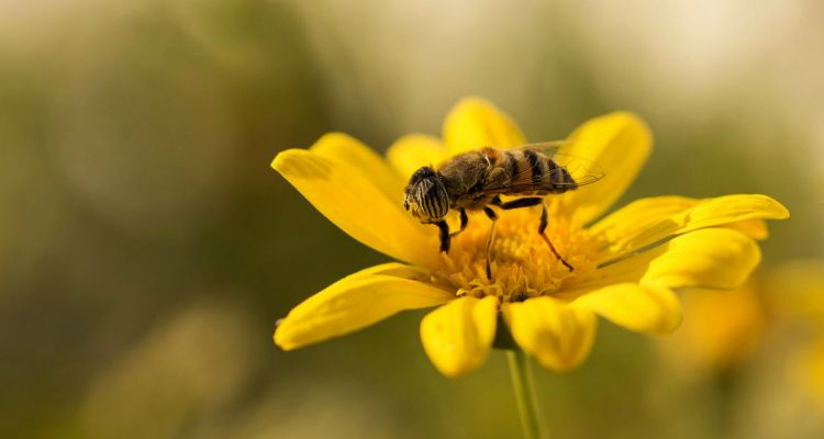 El Día de la Abeja se traslada, por primera vez en su historia, a Madrid