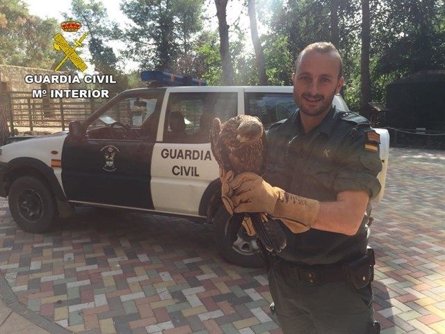 El SEPRONA recupera un ejemplar de milano negro en Brihuega