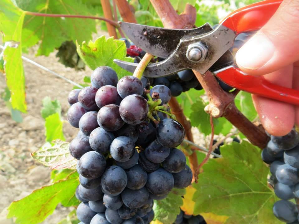 Finca Río Negro lleva a cabo su XVI vendimia