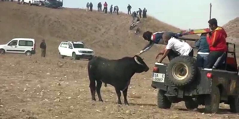Illana justifica la cancelación del encierro por el campo El dispositivo es desmesurado e injusto