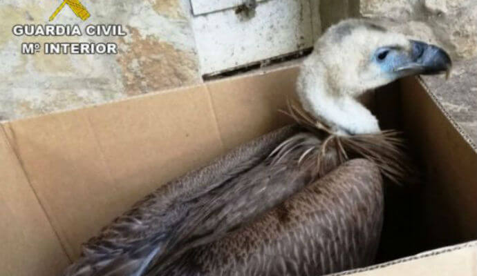 La Guardia Civil recupera un ejemplar de buitre leonado en un camino de Guadalajara