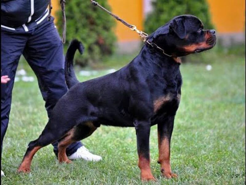 Llevar en Cuenca un perro suelto considerado peligroso puede salir caro hasta 2.400 euros de multa