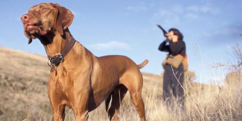 Los cazadores acusan al Gobierno de Page de adoctrinar niños