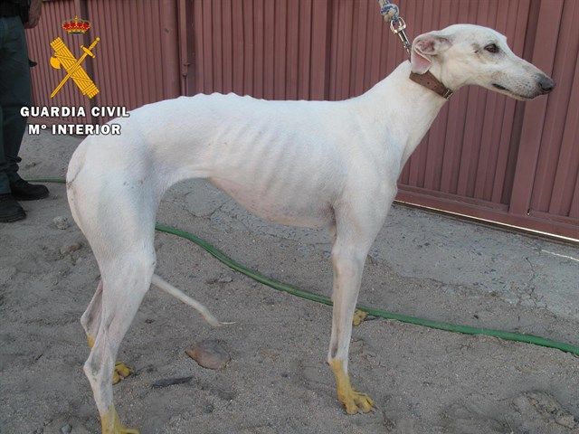 Recuperado un galgo que fue robado en Mondéjar y deambulaba por las calles de Cisla 3 Recuperado un galgo que fue robado en Mondéjar y deambulaba por las calles de Cisla