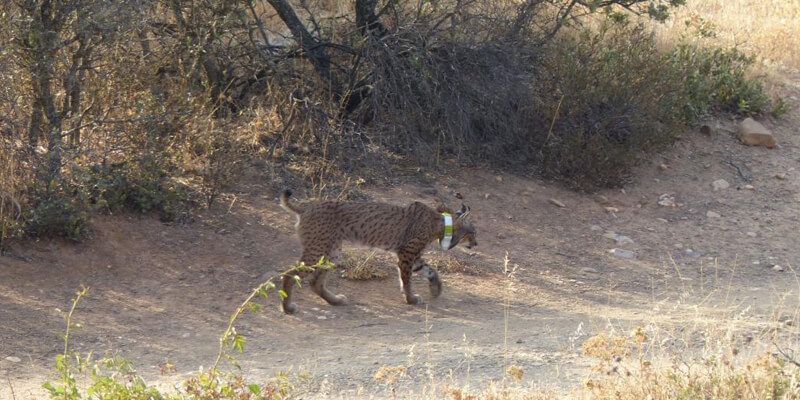 Reintroducido en Sierra Morena ‘Neón’, un ejemplar de lince ibérico que se había visto afectado por una reacción alérgica