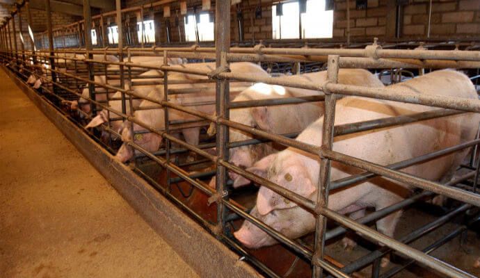 'Stop macrogranjas, pueblos vivos' se concentra este domingo contra la instalación de una de cerdos en Priego