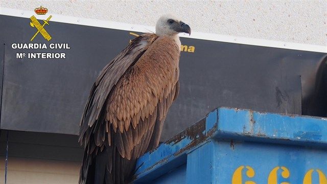 Recuperan a un buitre leonado en el polígono industrial de Fontanar