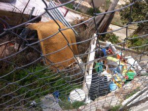 cs-cuenca-eleva-al-pleno-una-mocion-para-que-se-proceda-a-la-limpieza-y-acondicionamiento-de-los-solares-abandonados