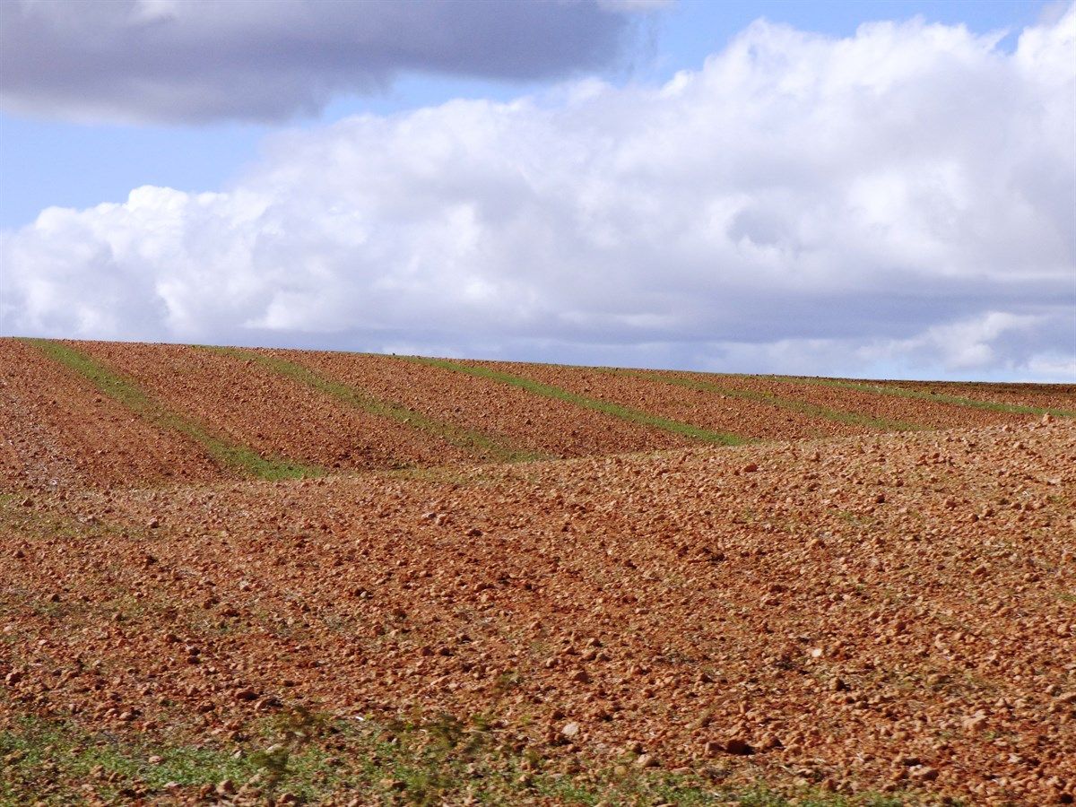 El Tribunal Superior de Justicia también admite a trámite el segundo recurso interpuesto por ASAJA CLM contra los planes de gestión de las zonas ZEPA 3 El Tribunal Superior de Justicia también admite a trámite el segundo recurso interpuesto por ASAJA CLM contra los planes de gestión de las zonas ZEPA
