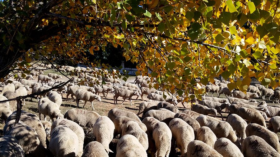 ovejas arbol | Liberal de Castilla