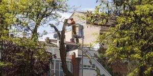 El Ayuntamiento de Guadalajara ya ha puesto en marcha el plan de podas del arbolado