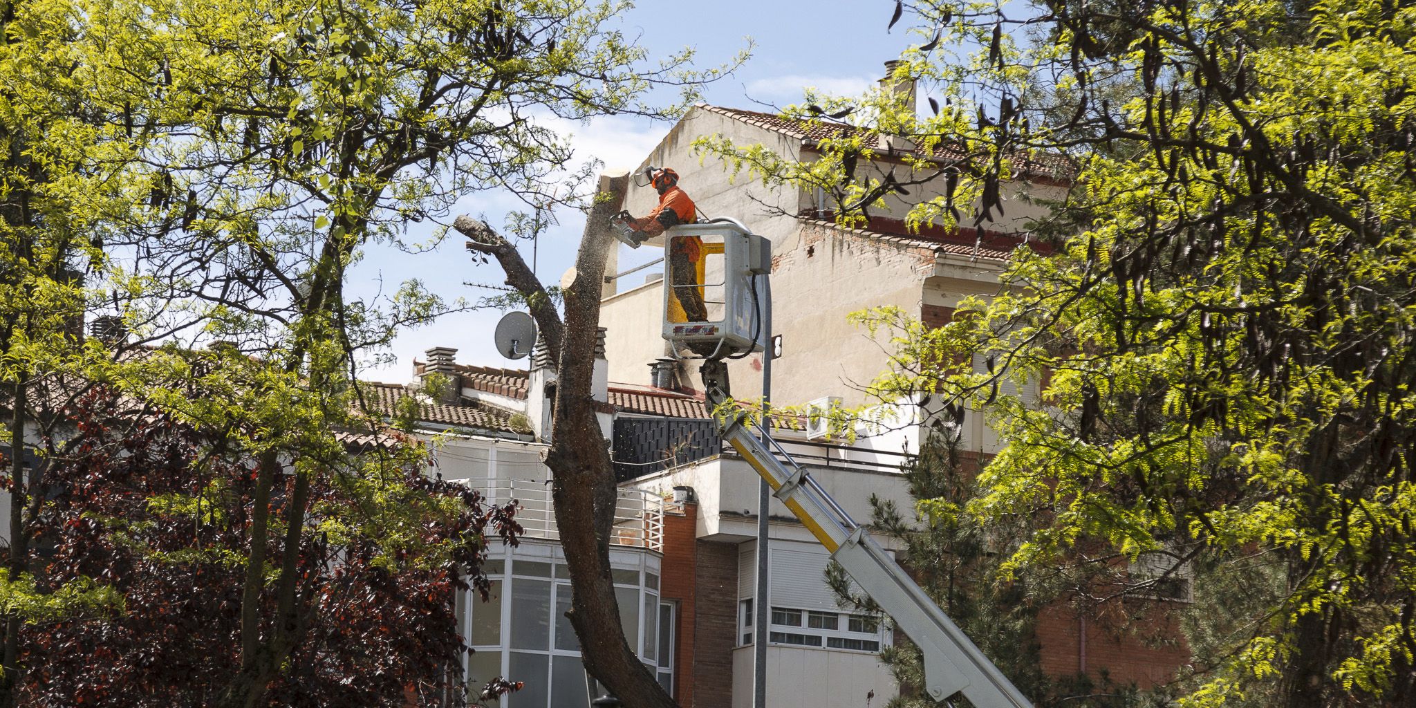 El Ayuntamiento de Guadalajara ya ha puesto en marcha el plan de podas del arbolado
