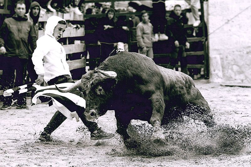 ToroAlcarria entrega los premios de su XII Concurso de Fotografía Taurina 3 ToroAlcarria entrega los premios de su XII Concurso de Fotografía Taurina