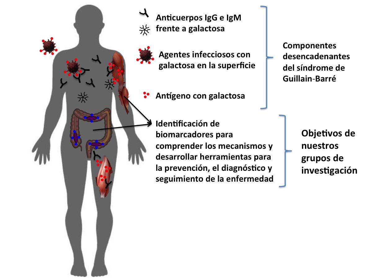 El grupo SaBio de la UCLM identifica potenciales biomarcadores del síndrome causante de la parálisis neuromuscular aguda