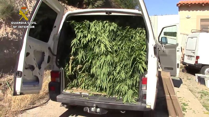 La Guardia Civil localiza en la comarca de Tarancón una plantación de marihuana e interviene medio millar de plantas de cannabis sativa