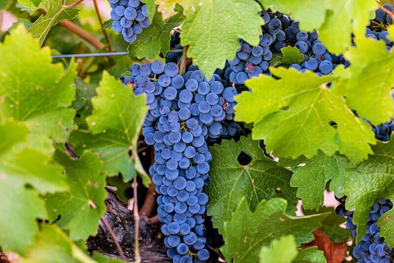 Uclés acoge una jornada divulgativa sobre la Sostenibilidad en el mundo del vino